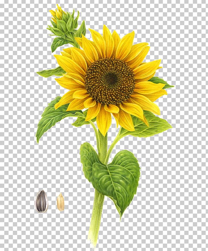 Common Sunflower Yellow PNG, Clipart, Daisy Family, Euclidean Vector, Flower, Flowering Plant, Flowers Free PNG Download
