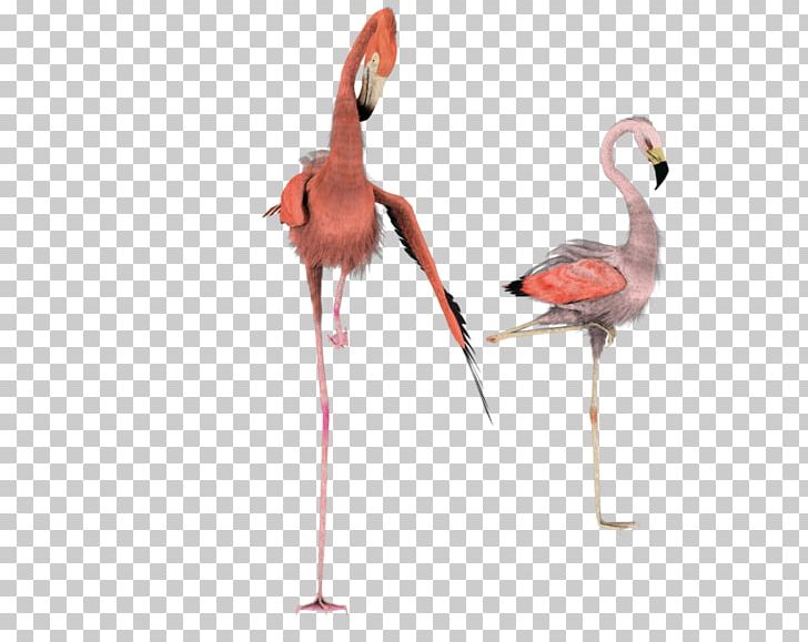 Flamingo Rendering PNG, Clipart, 3d Computer Graphics, 3d Modeling, Animals, Art, Beak Free PNG Download