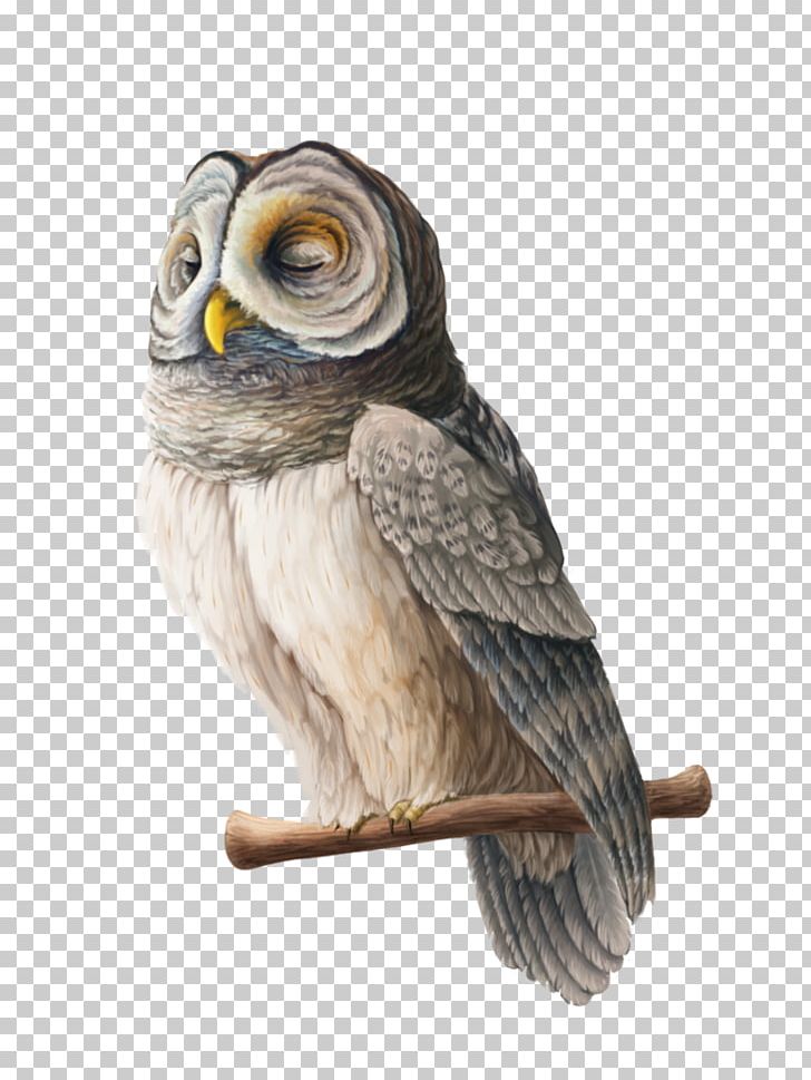 Owl Fauna Beak PNG, Clipart, Animals, Beak, Bird, Bird Of Prey, Fauna Free PNG Download