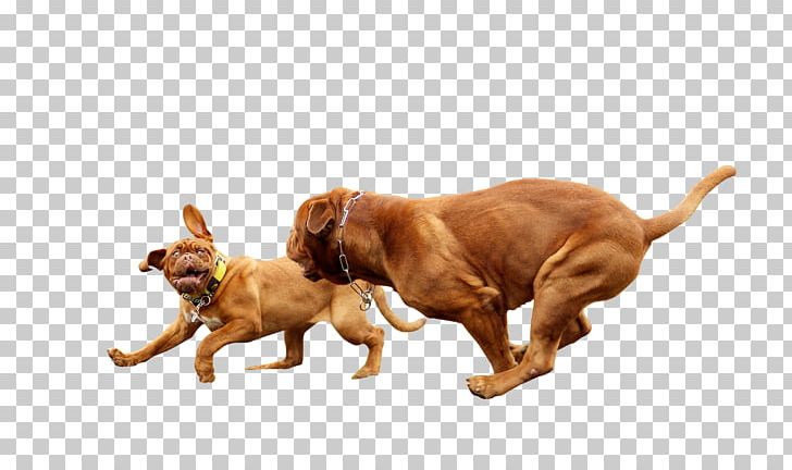 Vizsla Irish Setter Puppy Dog Breed Companion Dog PNG, Clipart, Animals, Breed, Carnivoran, Companion Dog, Dog Free PNG Download