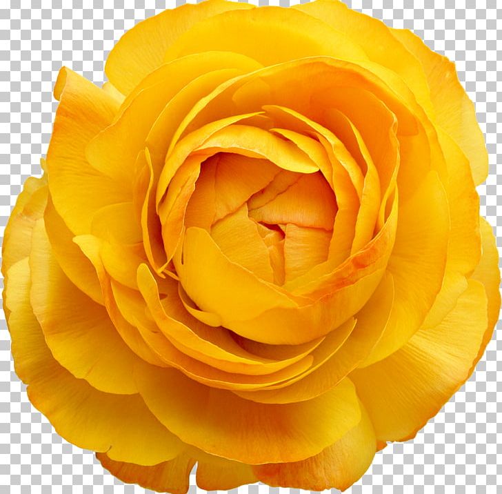 Cut Flowers Rose Floral Design PNG, Clipart, Blume, Closeup, Computer Wallpaper, Cut Flowers, Floral Design Free PNG Download