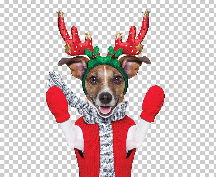 Jack Russell Terrier Reindeer Lapponian Herder Stock Photography Puppy PNG, Clipart, Antler, Cartoon, Christmas, Christmas Ornament, Deer Free PNG Download