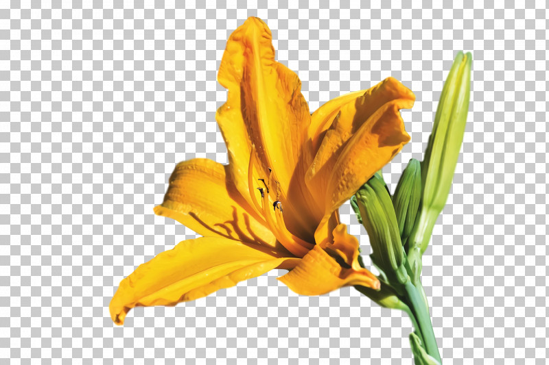 Spring Flower Spring Floral Flowers PNG, Clipart, Daylily, Flower, Flowers, Iris, Lily Free PNG Download