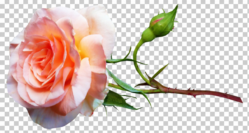 Garden Roses PNG, Clipart, Bud, Cabbage Rose, Cut Flowers, Floral Design, Floribunda Free PNG Download