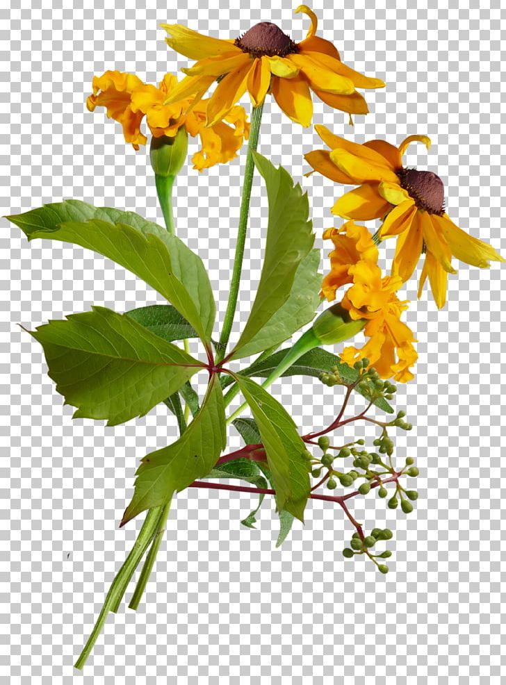 Plant Stem Flowering Plant Herbaceous Plant Wildflower PNG, Clipart, Flora, Flower, Flowering Plant, Food Drinks, Herbaceous Plant Free PNG Download