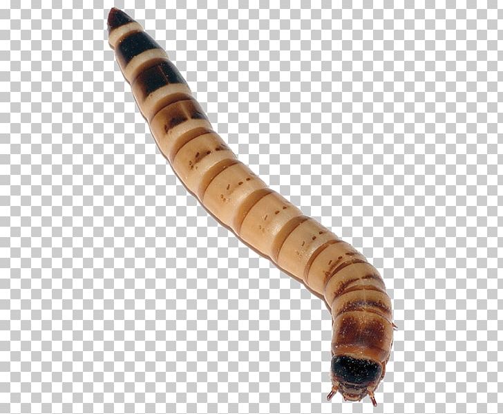 Superworm Mealworm Larva Live Food PNG, Clipart, Animal, Beetle, Caterpillar, Darkling Beetle, Diagram Free PNG Download