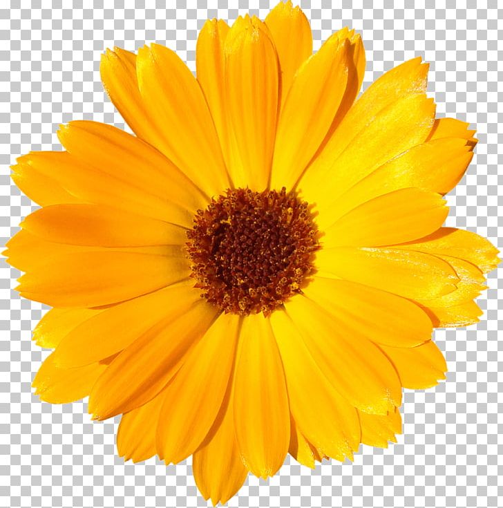 Common Sunflower Common Daisy PNG, Clipart, Annual Plant, Calendula, Common Daisy, Common Sunflower, Cut Flowers Free PNG Download