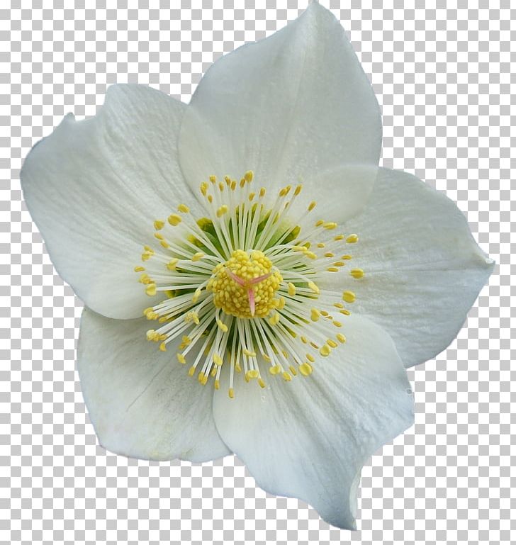 Flower Petal PNG, Clipart, Anemone, Blog, Flower, Flowering Plant, Information Free PNG Download