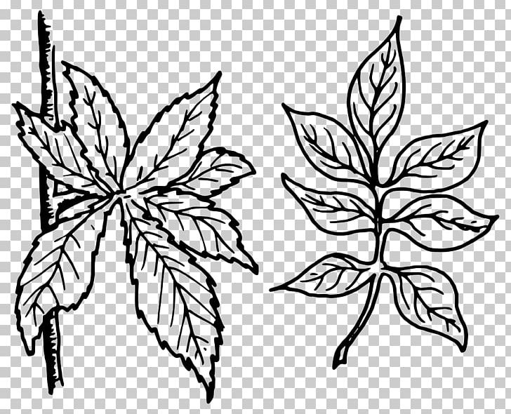 Pinnation Leaf Petiole PNG, Clipart, Artwork, Big Leaves, Black And White, Botany, Branch Free PNG Download