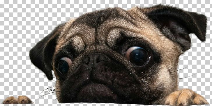 Puggle Shar Pei Coton De Tulear Maltese Dog PNG, Clipart, Animals, Bichon Frise, Carnivoran, Companion Dog, Coton De Tulear Free PNG Download