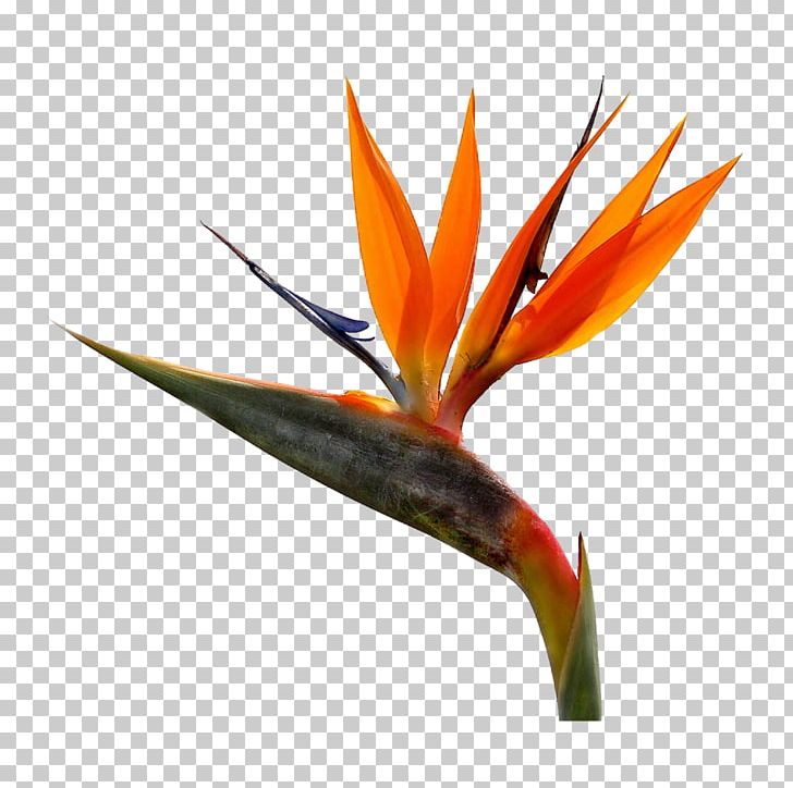 Bird-of-paradise Strelitzia Reginae Cut Flowers PNG, Clipart, Animals, Beak, Bird, Birdofparadise, Bird Of Paradise Flower Free PNG Download