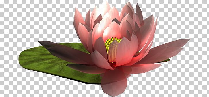 Flower Love Author Garden Roses Water Lily PNG, Clipart, 2016, 2017, Aquatic Plant, Author, Beyaz Cicek Free PNG Download