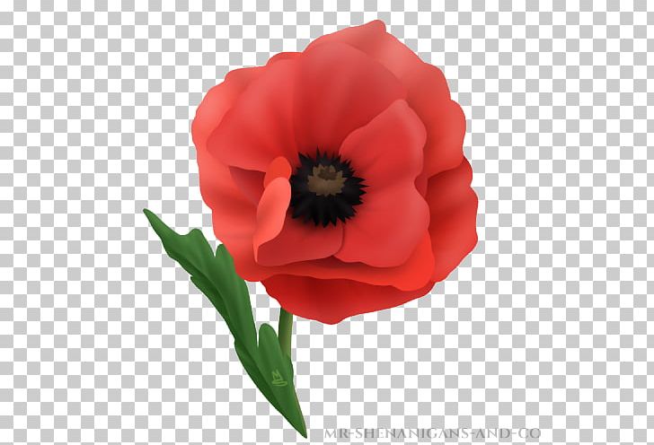 In Flanders Fields Museum Remembrance Poppy Common Poppy PNG, Clipart, Annual Plant, Author, Common Poppy, Coquelicot, Flower Free PNG Download