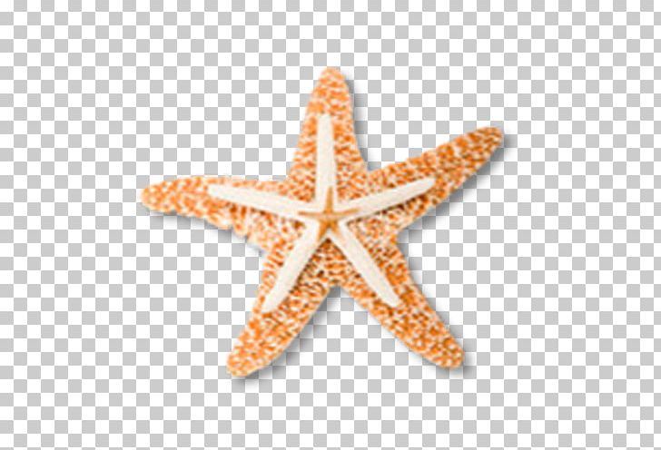 Starfish PNG, Clipart, Animal, Animals, Beautiful Starfish, Cartoon Starfish, Creativity Free PNG Download