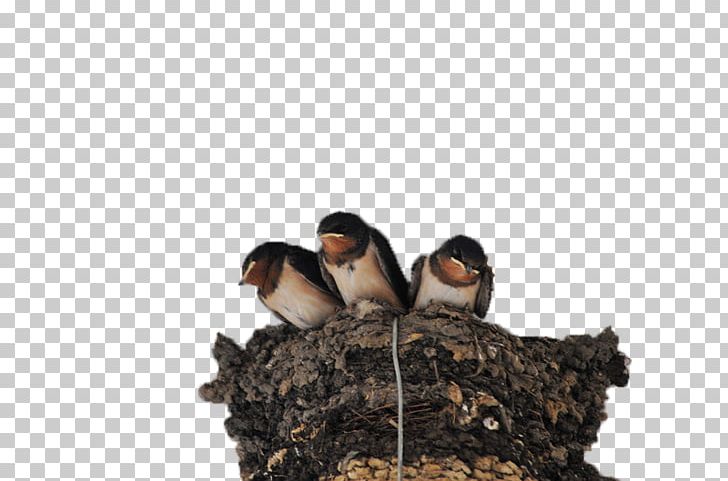 Swallow Edible Birds Nest Passerine PNG, Clipart, Animal, Animals, Barn Swallow, Beak, Beneficial Free PNG Download