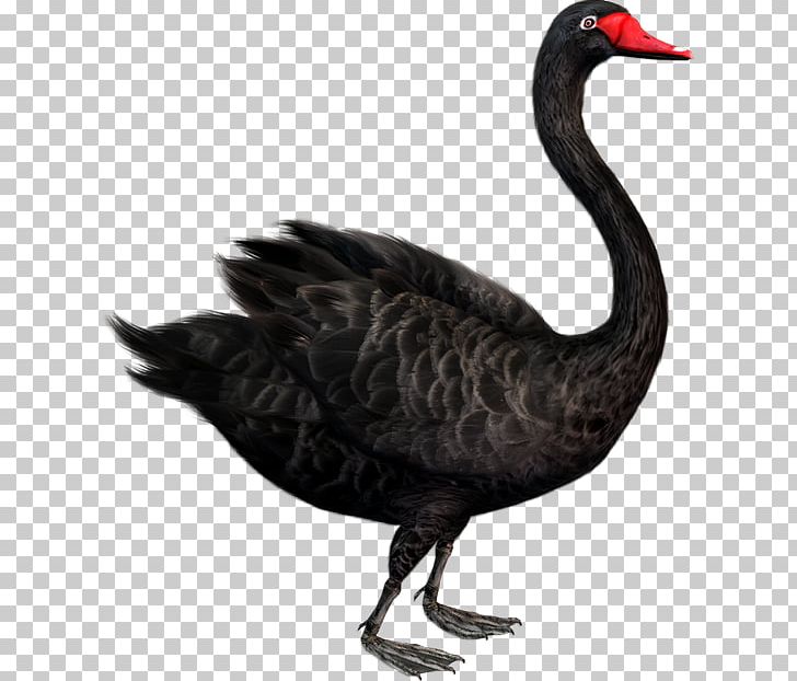 Cygnini Goose Duck Bird PNG, Clipart, Animal, Animals, Beak, Bird, Black Swan Free PNG Download