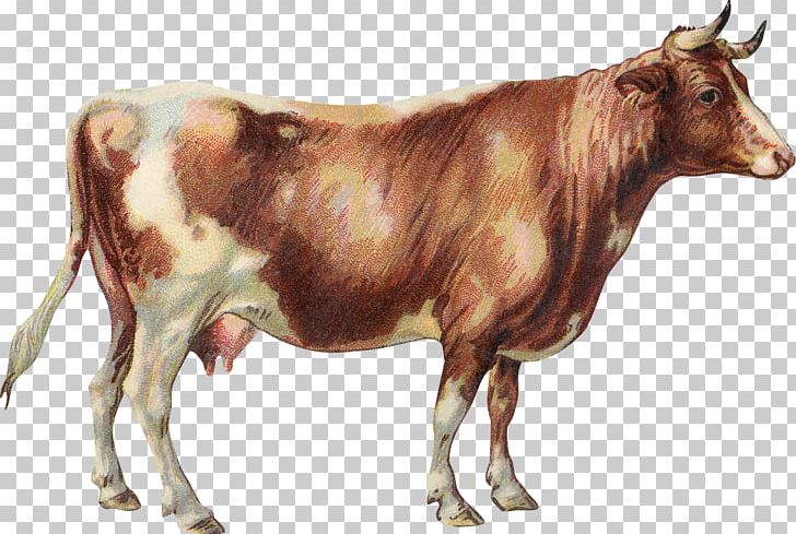 Dairy Cattle Jersey Cattle Zebu Lakenvelder Cattle English Longhorn PNG, Clipart, Animals, Beef Cattle, Bull, Cattle, Cattle Like Mammal Free PNG Download