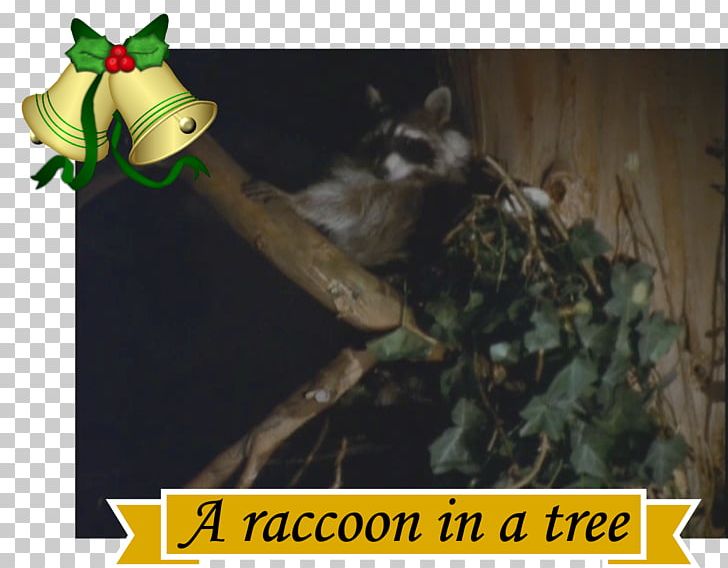 Raccoon Quotation Paulo Coelho PNG, Clipart, Animals, Fauna, Organism, Paulo Coelho, Photo Caption Free PNG Download