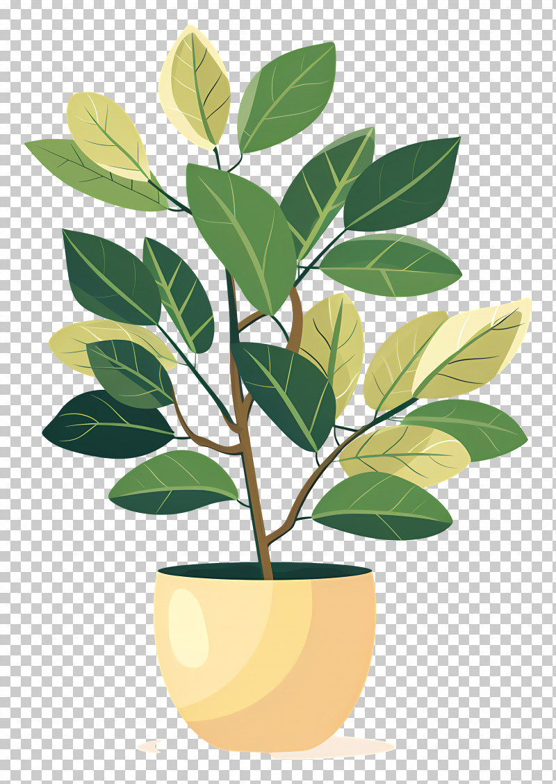 Ficus - Lush Green Indoor Plant In Modern Pot PNG