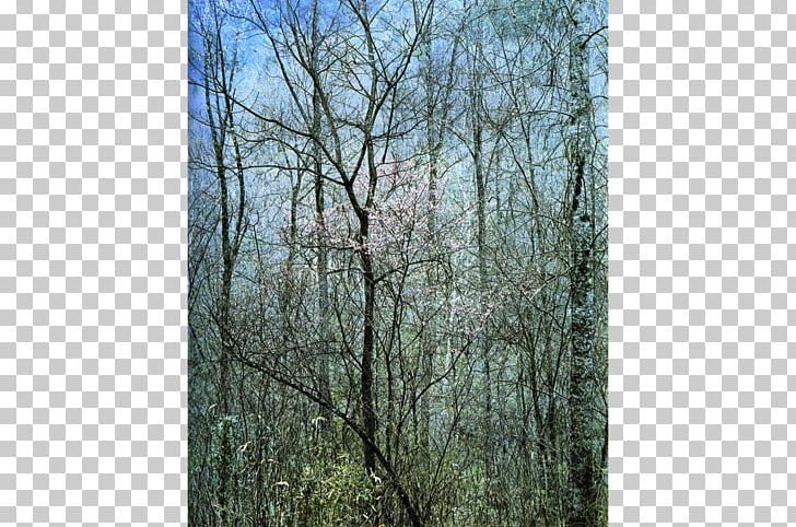 Intimate Landscapes: Photographs Amon Carter Museum Of American Art Redbud Tree In Bottom Land PNG, Clipart, Artist, Biome, Birch, Branch, Ecosystem Free PNG Download