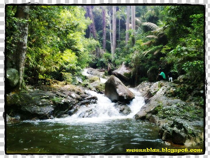 Rainforest Valdivian Temperate Rain Forest Riparian Zone Vegetation PNG, Clipart, Biome, Creek, Forest, Jungle, Landscape Free PNG Download