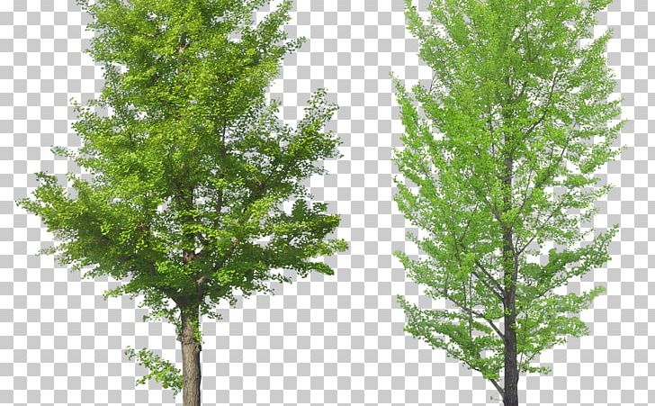 Tree Pine PNG, Clipart, Biome, Branch, Conifer, Cottonwood, Deciduous Free PNG Download