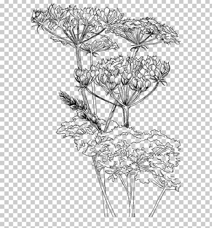 Twig Drawing Hogweed Leaf Sketch PNG, Clipart, Artwork, Black And White, Botanical Illustration, Botany, Branch Free PNG Download