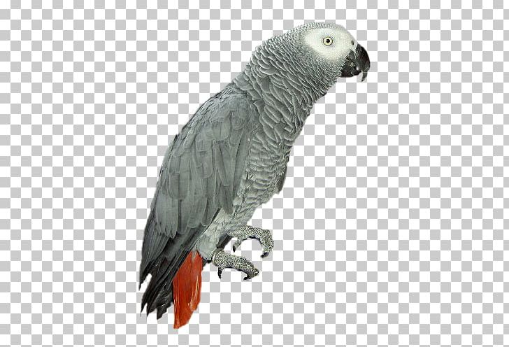 Grey Parrot Bird Portable Network Graphics Adobe Photoshop PNG, Clipart, African Grey, Animals, Beak, Bird, Common Pet Parakeet Free PNG Download