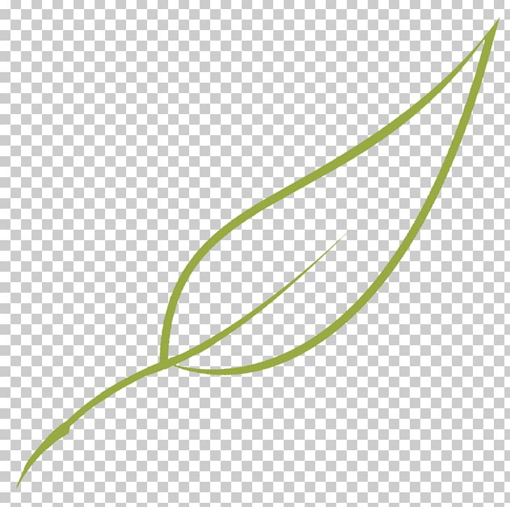 Leaf Green Grasses Graphics Plant Stem PNG, Clipart, Fabulous, Garden, Grass, Grasses, Grass Family Free PNG Download