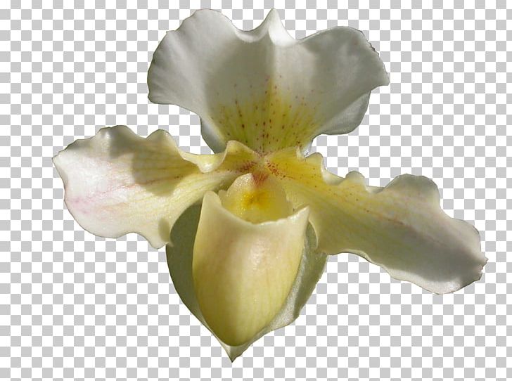 Orchids Lady's-slipper JPEG Portable Network Graphics PNG, Clipart,  Free PNG Download