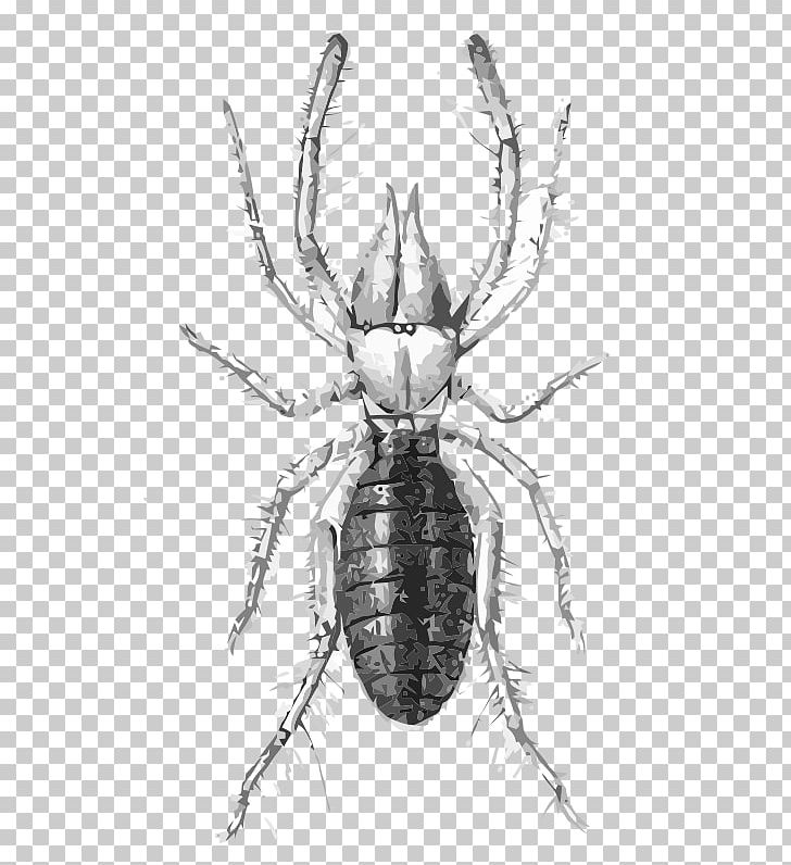 Eremobates Aztecus PNG, Clipart, Animal, Araneus, Arthropod, Artwork, Black And White Free PNG Download