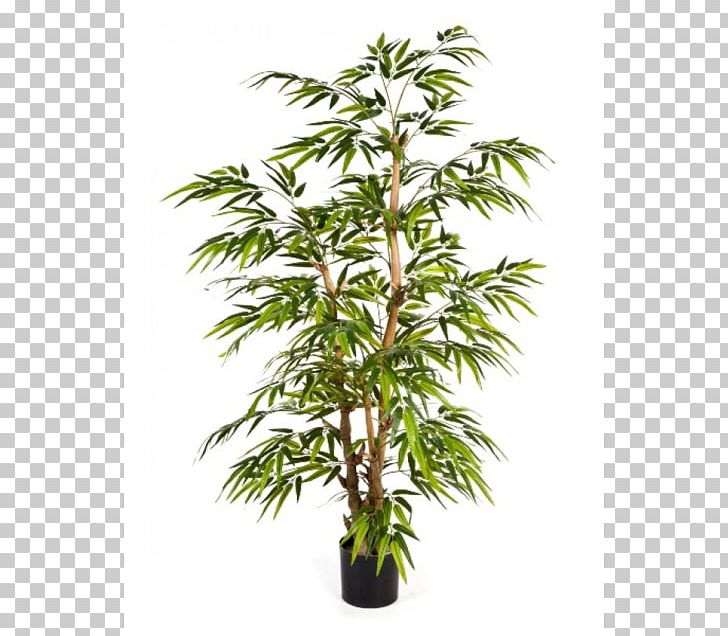 Tropical Woody Bamboos Bambusa Ventricosa Tree Lucky Bamboo Plant PNG, Clipart, Arecaceae, Bamboo, Bamboos, Bambusa Ventricosa, Buddha Free PNG Download