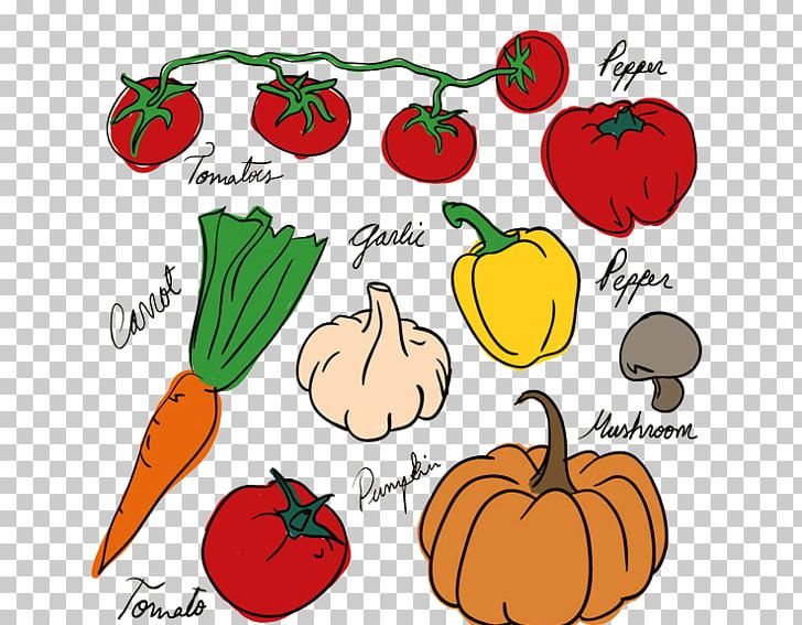 Vegetable Drawing Fruit Tomato PNG, Clipart, All, All Ages, All Around, All Around The World, Apple Free PNG Download