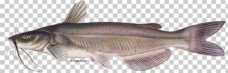 Channel Catfish Fishing Barbel PNG, Clipart, American Shad, Animal Figure, Barbel, Blue Catfish, Bony Fish Free PNG Download
