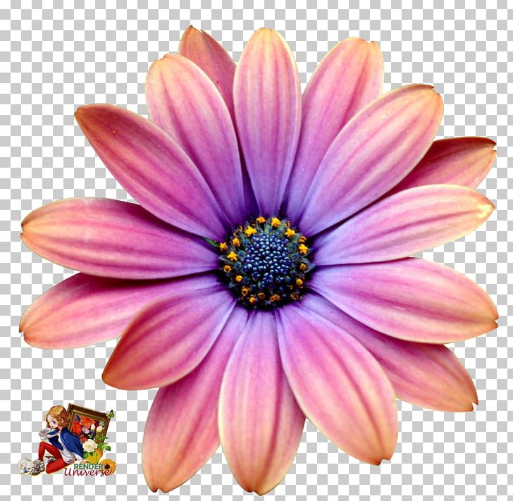Common Daisy African Daisies Transvaal Daisy Chrysanthemum Flower PNG, Clipart, Africa, Annual Plant, Chrysanthemum, Chrysanths, Closeup Free PNG Download