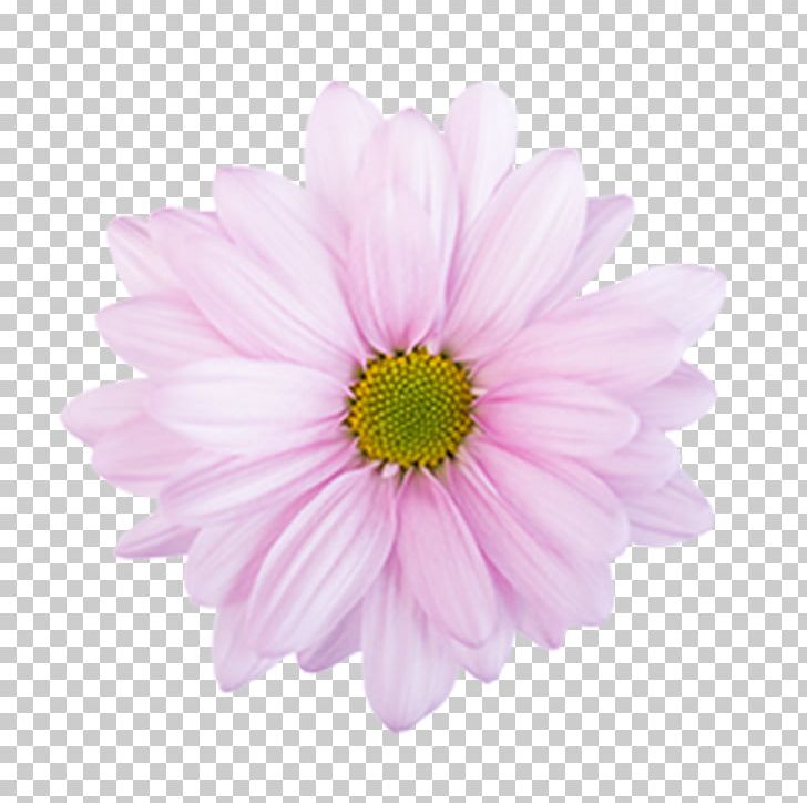 Stock Photography Flower PNG, Clipart, Annual Plant, Argyranthemum, Aster, Chrysanthemum, Chrysanths Free PNG Download