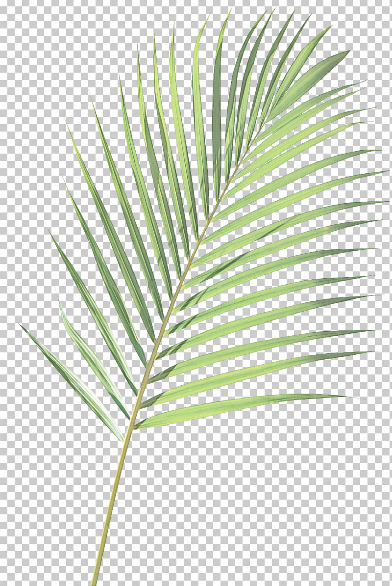 Palm Tree PNG, Clipart, Arecales, Elaeis, Flower, Leaf, Palm Tree Free PNG Download