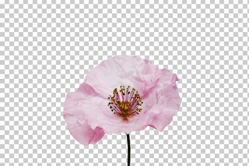 Flower Pink Petal Plant Blossom PNG, Clipart, Blossom, Cut Flowers, Flower, Petal, Pink Free PNG Download