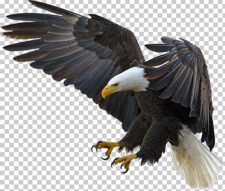 Bald Eagle Bird Desktop High-definition Television PNG, Clipart, 4k Resolution, Accipitriformes, African Fish Eagle, Animals, Bald Eagle Free PNG Download