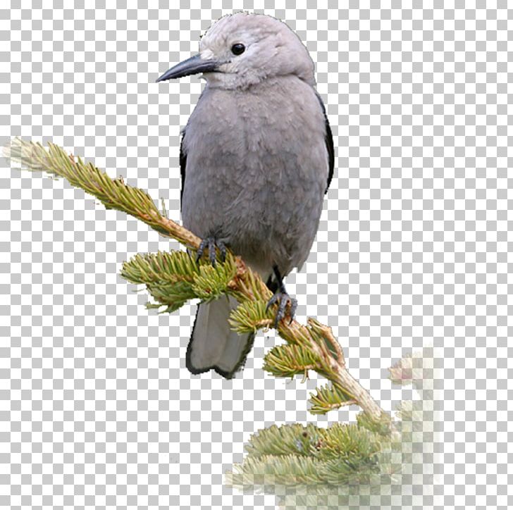 Beak Passerine Bird Feather Branching PNG, Clipart, Animals, Beak, Bird, Branch, Branching Free PNG Download