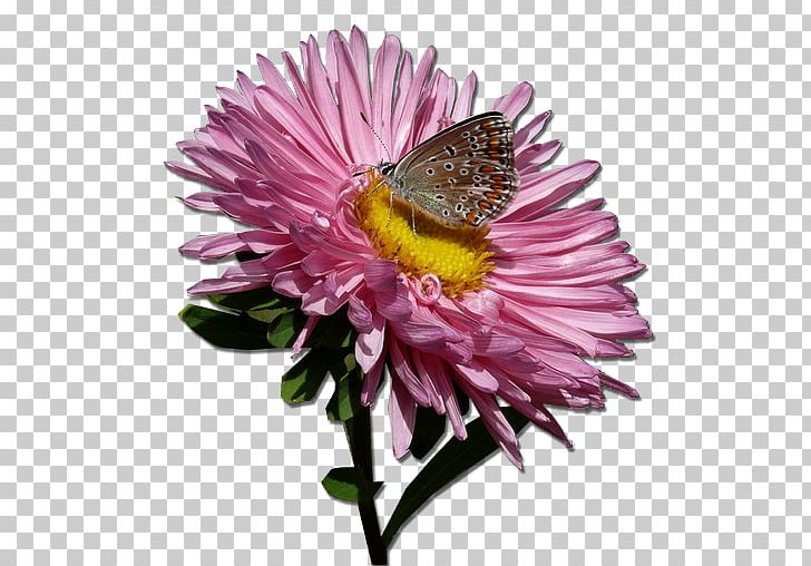 Butterfly Drawing PNG, Clipart, Animation, Arama, Architecture, Aster, Bee Free PNG Download