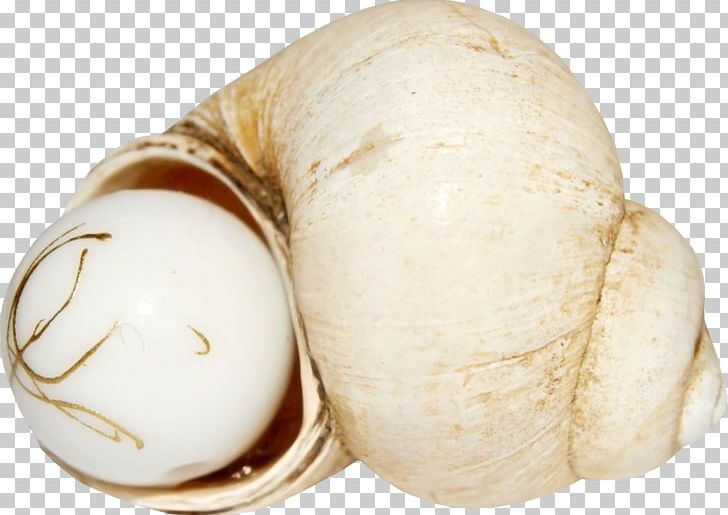 Pearl Seashell PNG, Clipart, Black Pearl, Caracol, Conch, Designer, Ingredient Free PNG Download