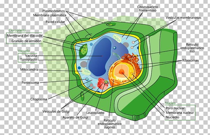 Plant Cell Cell Nucleus Biology PNG, Clipart, Area, Biological Membrane, Biology, Cell, Cell Membrane Free PNG Download