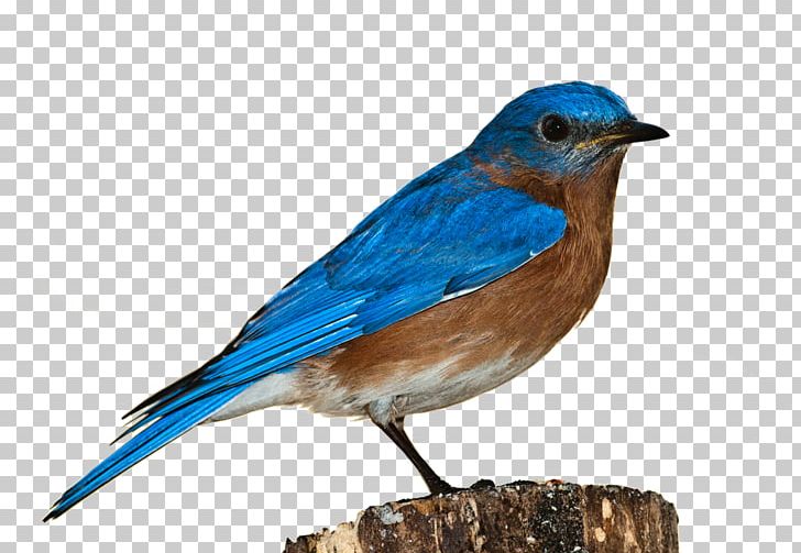 Eastern Bluebird Sparrow PNG, Clipart, Animal, Animals, Beak, Bird, Bluebird Free PNG Download