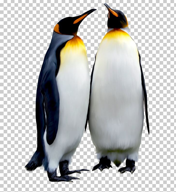Emperor Penguin Bird Antarctic PNG, Clipart, Animal, Background Black, Beak, Bir, Black Free PNG Download