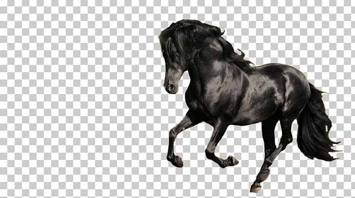 Friesian Horse Andalusian Horse Hanoverian Horse Arabian Horse Gallop PNG, Clipart, Arabian Horse, Black, Black And White, Bridle, Celo Free PNG Download