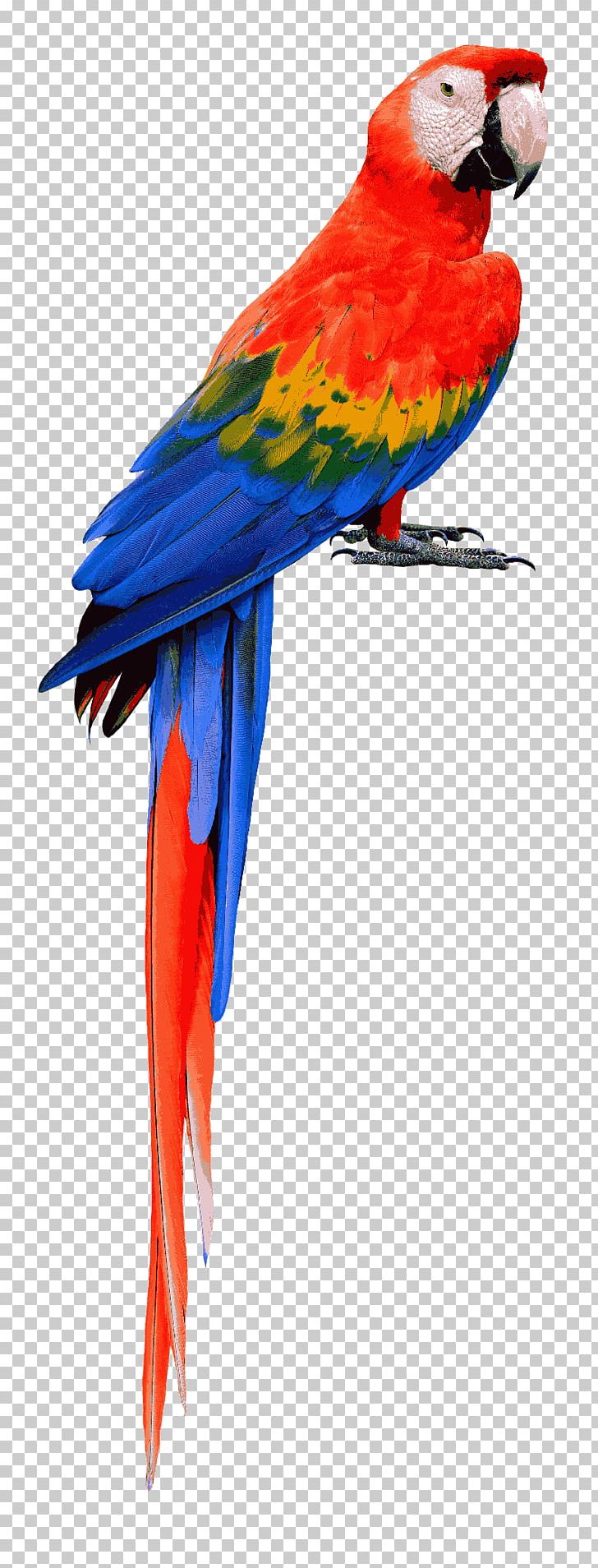 Parrot Bird Scarlet Macaw Blue-and-yellow Macaw PNG, Clipart, Animals, Beak, Bird, Blueandyellow Macaw, Common Pet Parakeet Free PNG Download