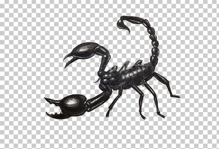 Scorpion Drawing Scorpio Maurus Painting PNG, Clipart, Arrow Sketch, Art, Arthropod, Art Of Painting, Border Sketch Free PNG Download