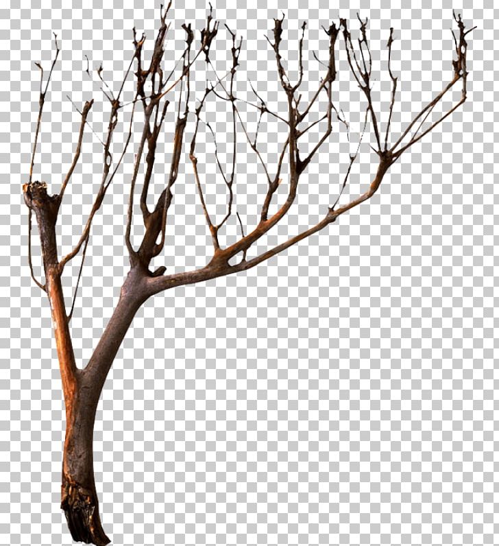 Tree Branch PNG, Clipart, Albom, Black And White, Branch, Conifers, Flower Free PNG Download