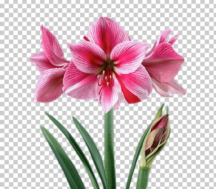 Amaryllis Embryophyta Jersey Lily Houseplant Cut Flowers PNG, Clipart, Amaryllis, Amaryllis Belladonna, Amaryllis Family, Background Nature, Belladonna Free PNG Download